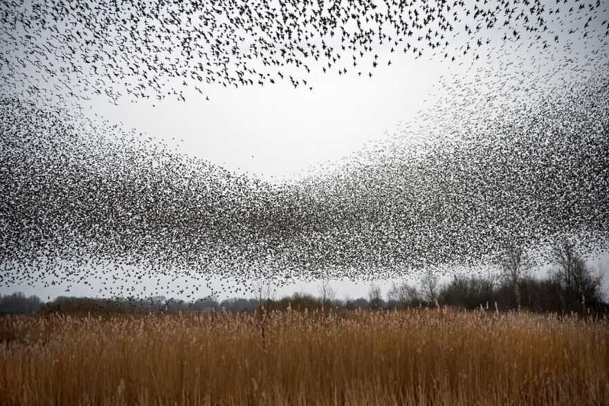Plenty Of Starlings (Commended In Nature And Landscape)