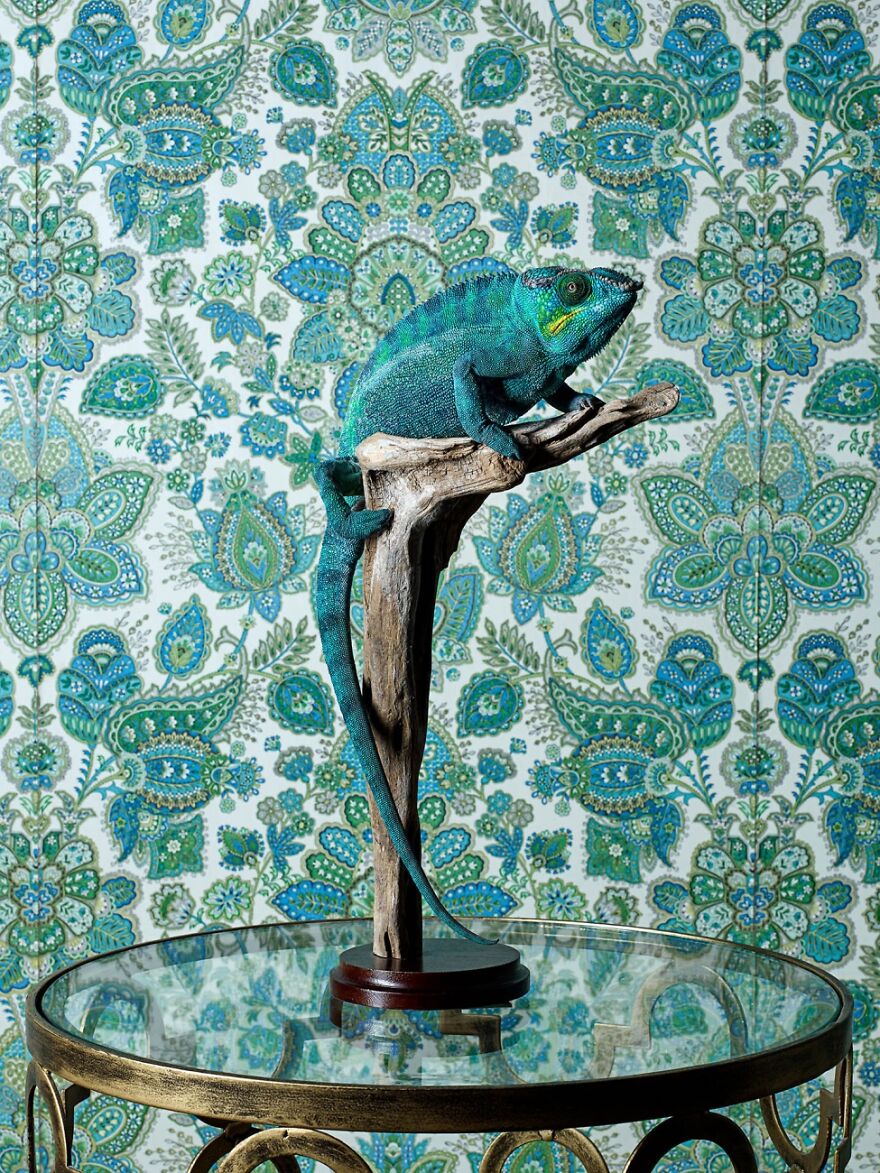 Chameleon In The Bedroom (Runner Up In Animals/Pets)