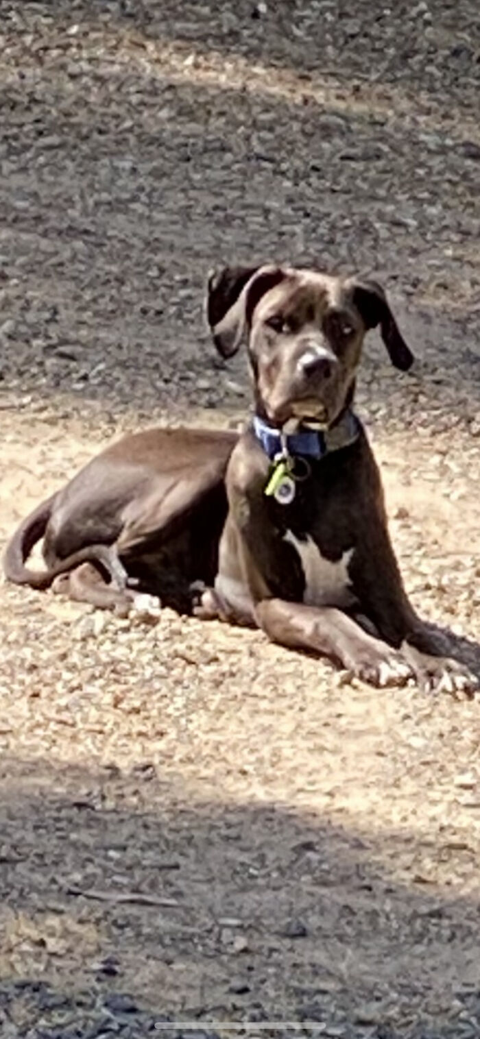 This Is My Boy Rollie