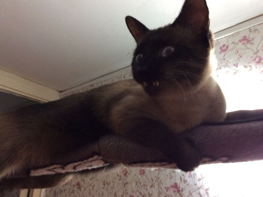 Sammy, Age 4, 18.5 Lbs. He Is Not Fat, He Is Just Big. Just A Goof Ball.