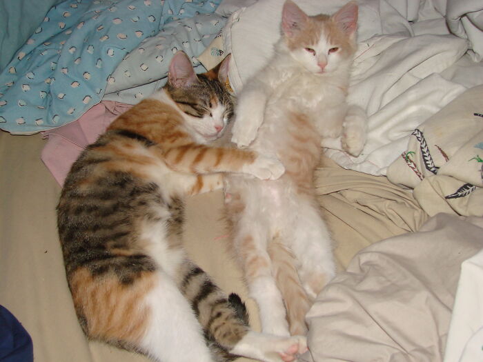 Babyboo Because She's Afraid Of Everything And Speakerofthehouse Because He Never Shuts Up Except To Sleep And Eat.