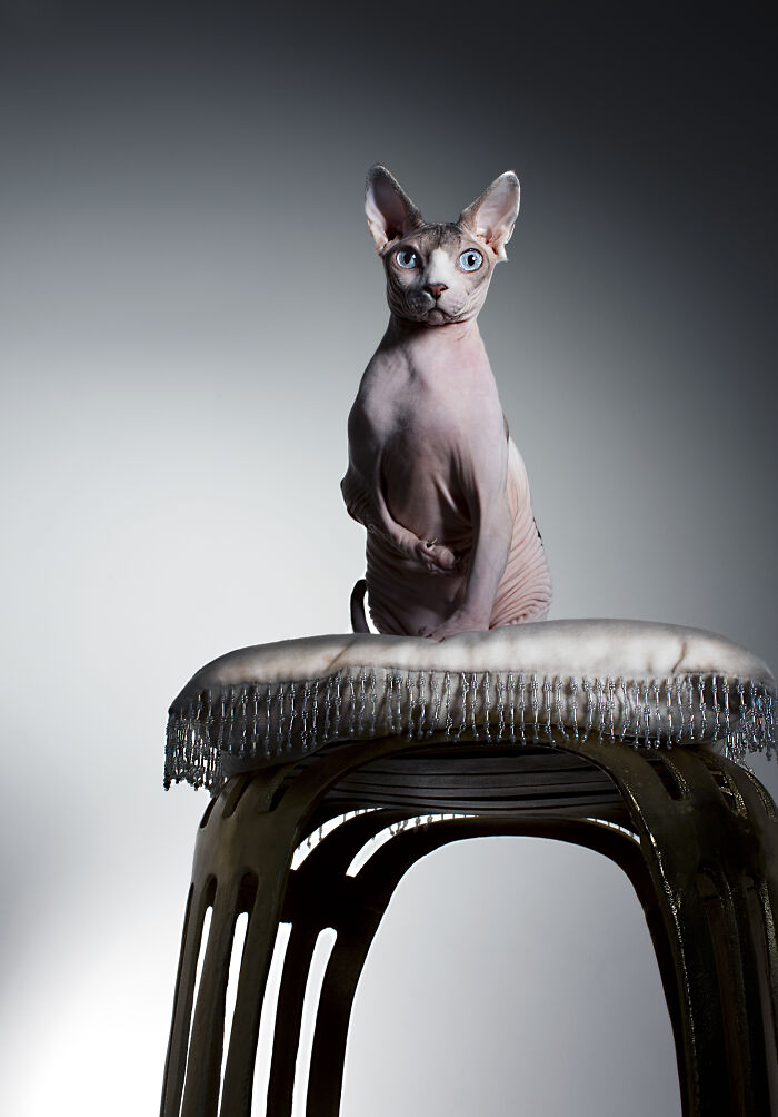 This Is Tony, Named After Tony Montana Because Of His Gangster-Walk. (No Worries, He Was Born This Way And Isn't Injured)