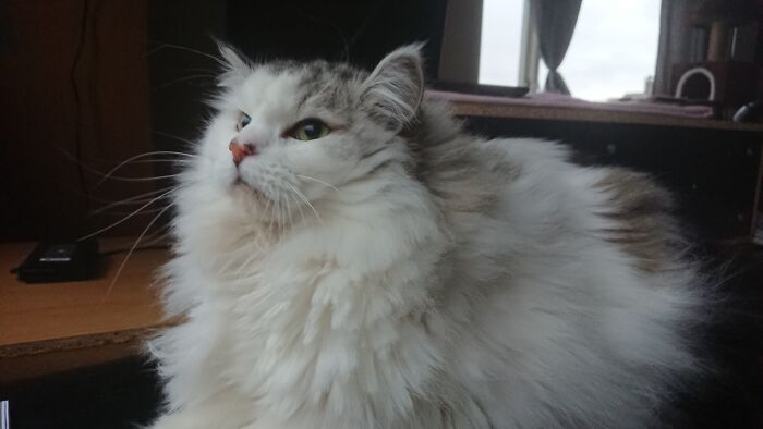 His Name Is Felix Jesuspus (Jesuscat) As His Birthday Is December 24th. Here Hunting Sparrows, But Sadly They're On The Other Side Of The Window