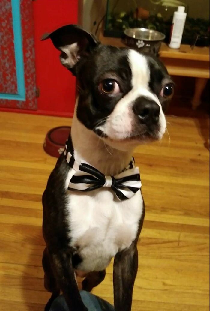 He Was About A Year Old In This Photo. His Name Is Dubbs. :)