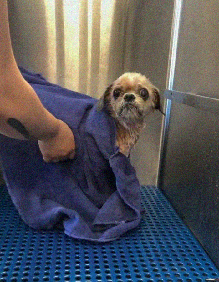 Abandoned Dog Receives A Life-Changing Makeover, Getting 6.5 Pounds Of Matted Fur Shaved Off Abandoned Dog Receives A Life-Changing Makeover, Getting 6.5 Pounds Of Matted Fur Shaved Off