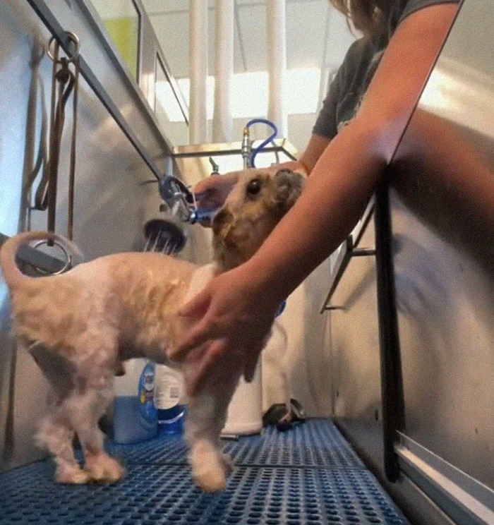 Abandoned Dog Receives A Life-Changing Makeover, Getting 6.5 Pounds Of Matted Fur Shaved Off Abandoned Dog Receives A Life-Changing Makeover, Getting 6.5 Pounds Of Matted Fur Shaved Off