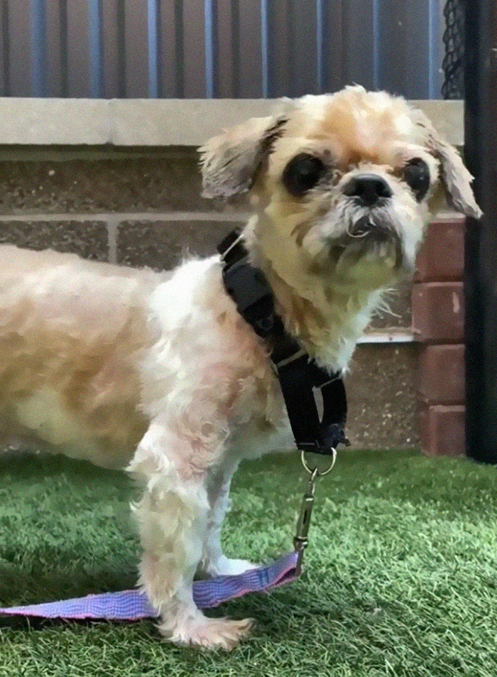 Abandoned Dog Receives A Life-Changing Makeover, Getting 6.5 Pounds Of Matted Fur Shaved Off Abandoned Dog Receives A Life-Changing Makeover, Getting 6.5 Pounds Of Matted Fur Shaved Off