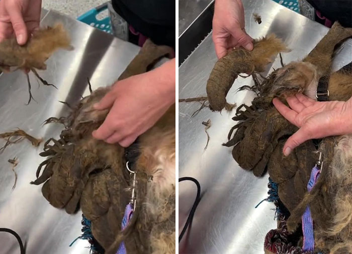 Abandoned Dog Receives A Life-Changing Makeover, Getting 6.5 Pounds Of Matted Fur Shaved Off Abandoned Dog Receives A Life-Changing Makeover, Getting 6.5 Pounds Of Matted Fur Shaved Off