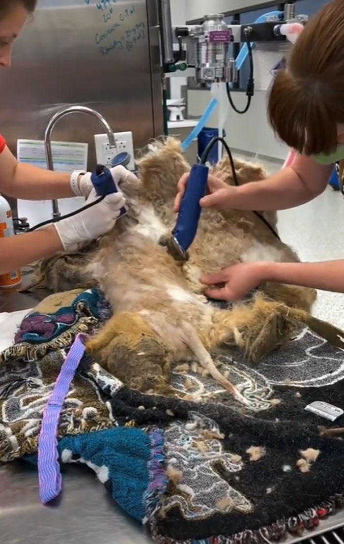 Abandoned Dog Receives A Life-Changing Makeover, Getting 6.5 Pounds Of Matted Fur Shaved Off Abandoned Dog Receives A Life-Changing Makeover, Getting 6.5 Pounds Of Matted Fur Shaved Off