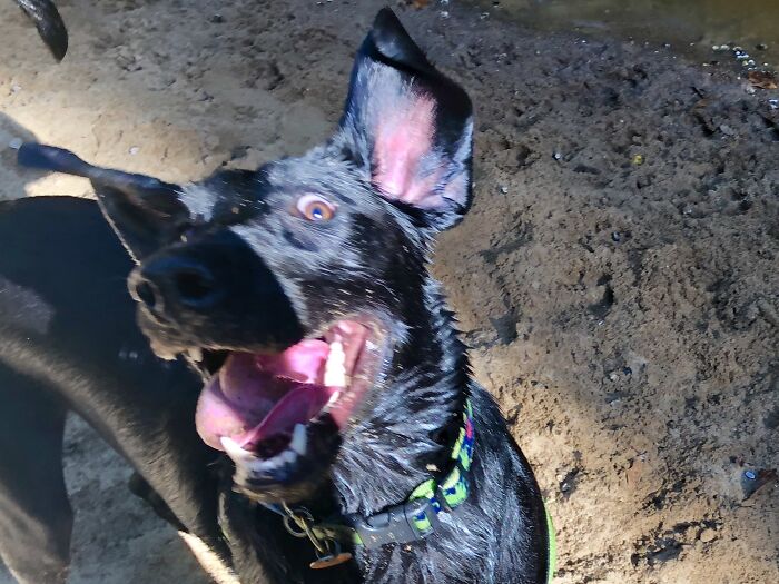 Just One Good Picture Would Be Nice…