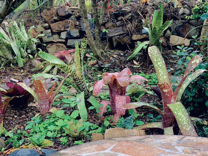 Bromeliads Are My Garden Jewellery