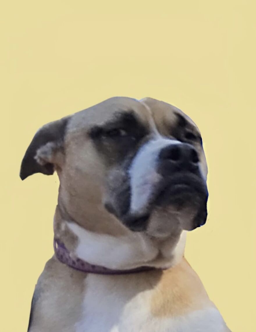 My Dog Should Be A Meme.