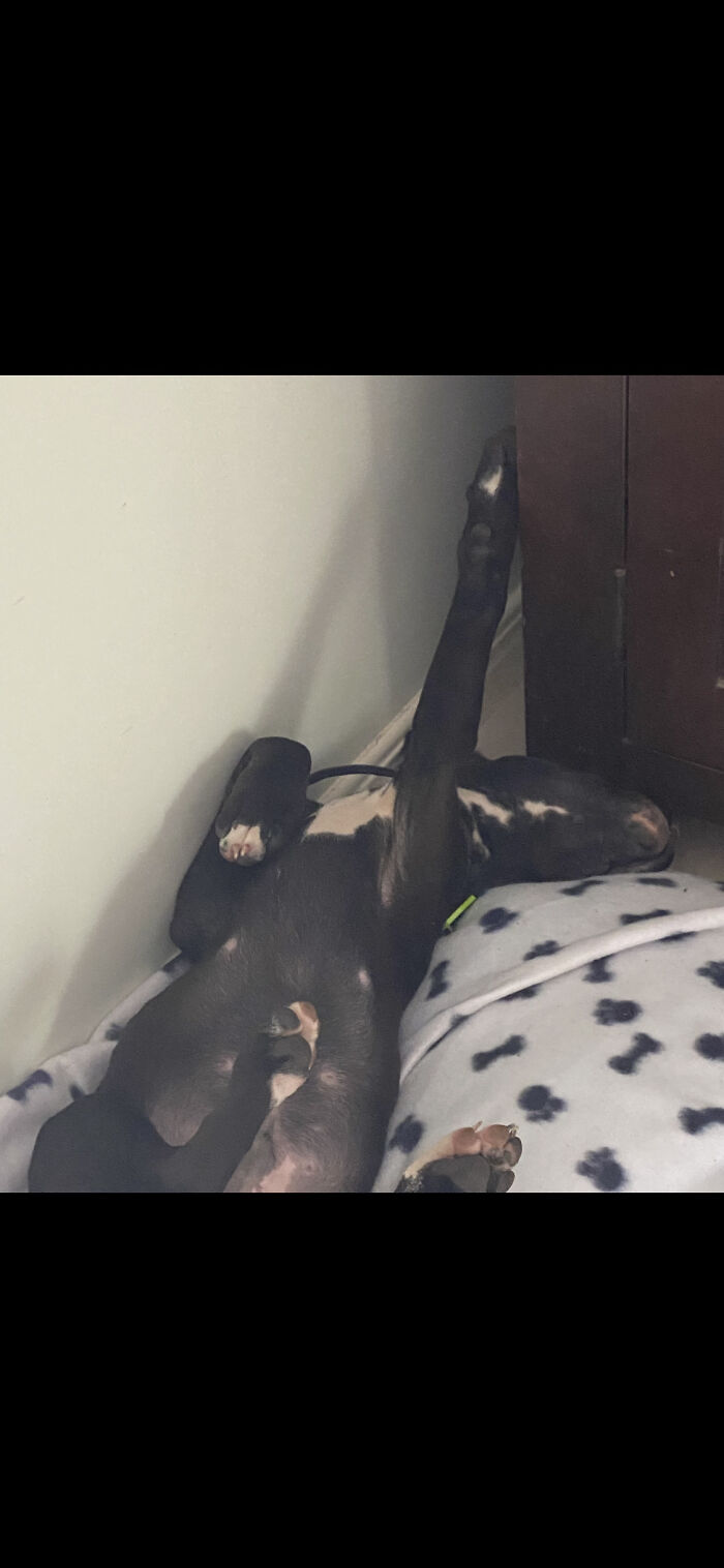 My Dog Sleeps Like This
