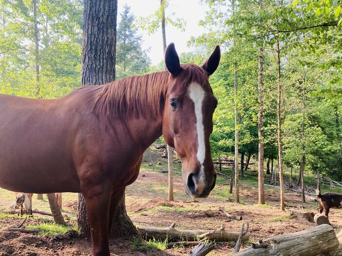 Ginger, Named After The Horse In Black Beauty. Her Nickname Is Gingerbread