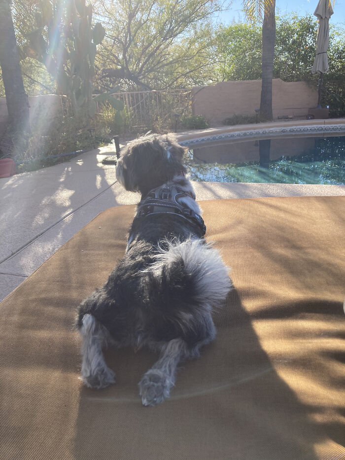 Snapdragon Because My Family Accidentally Named All Our Female Dogs After Flowers And Now I’ve Made It Tradition!