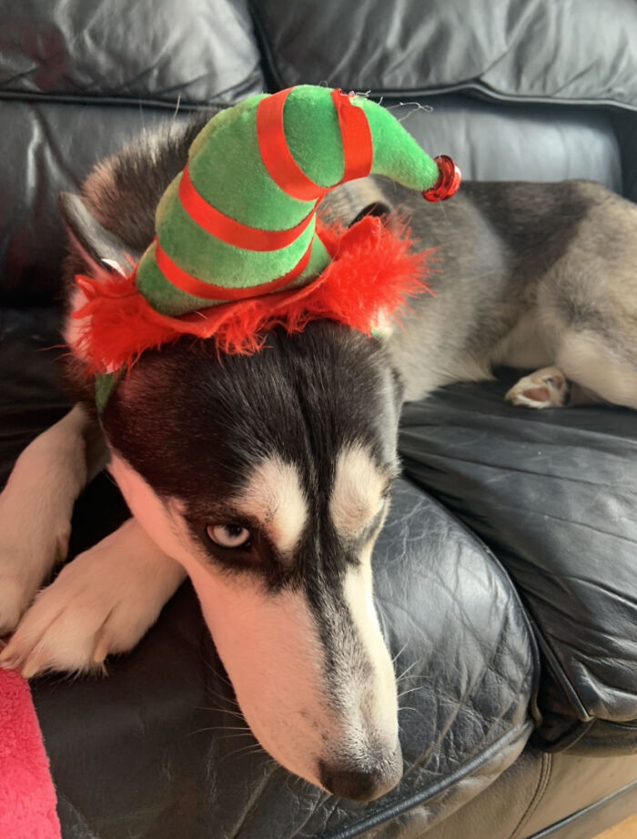 Mishka Was Not Having A Merry Christmas
