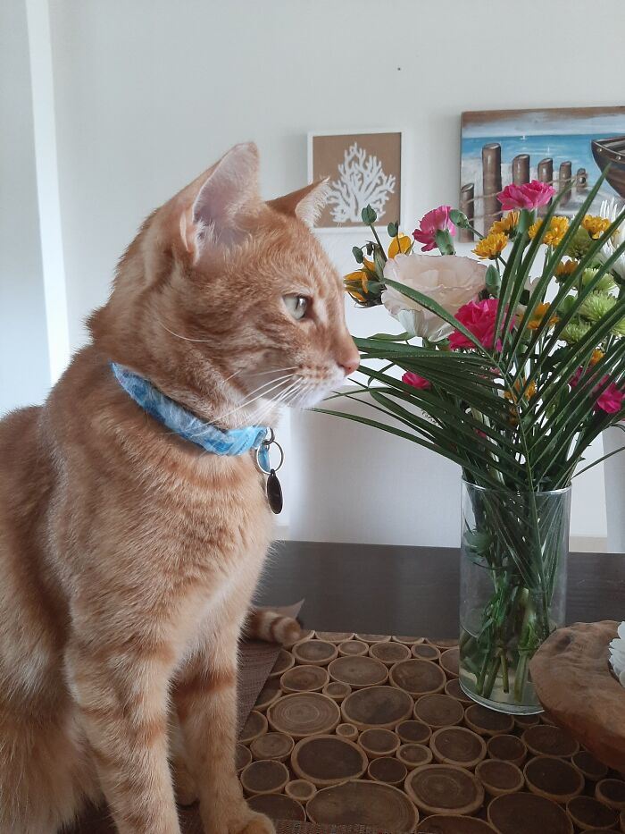 Meet Juan Martín. He Adopted Me On March 2018, The Same Month Juan Martín Del Potro Won The Miami Open