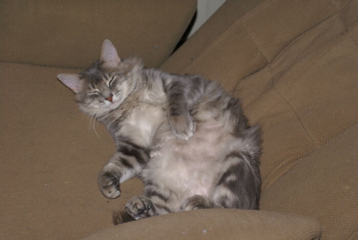 Fatgirlwalkin, Not Exactly A Thin Feline Model