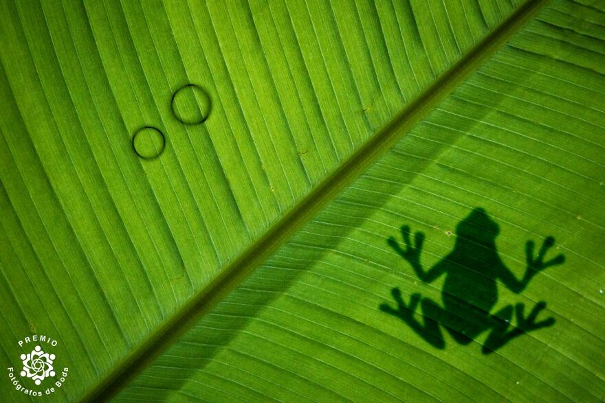 Unique Way To Show Wedding Rings By Luca Gallizio
