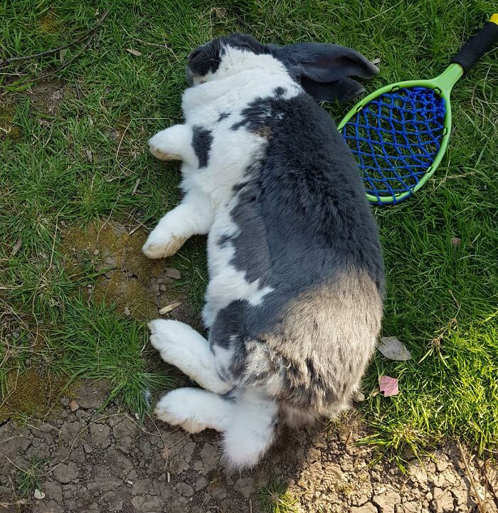 My 8kg Giant Rabbit Flump, Flumping!