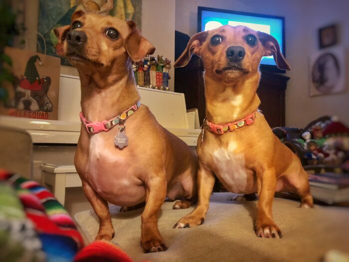 Frida & Kahlo! Named After My Favorite Mexican Painter, Who Was The Daughter Of A German Descendant Photographer And A Mexican Lady. My Girls Have A Chihuahua Mom And A Dachshund Dad! These Girls Are Real Characters! Aren't Their Names Perfect?!
