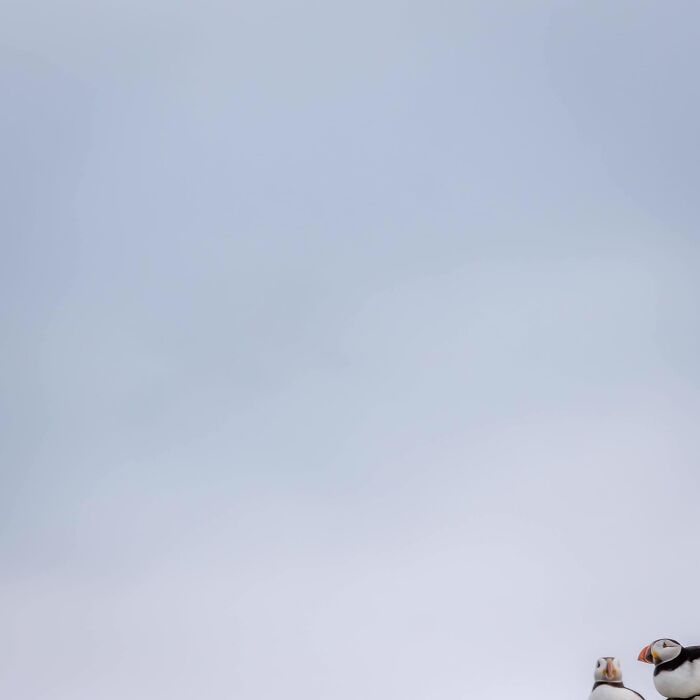 Photographing Puffins From A Moving Boat