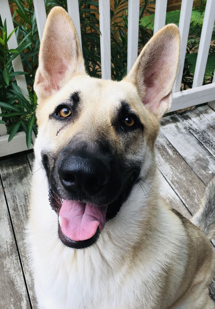 This Is Tucker The German Shepherd Wolf Mix
