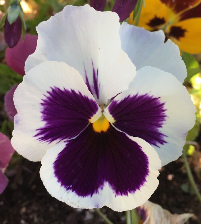 This Is One Of My Annuals, Too Bad It Couldn’t Last All Year!