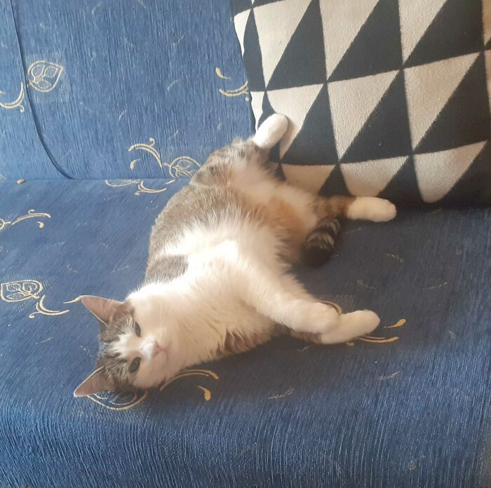 The One And Only Roomba