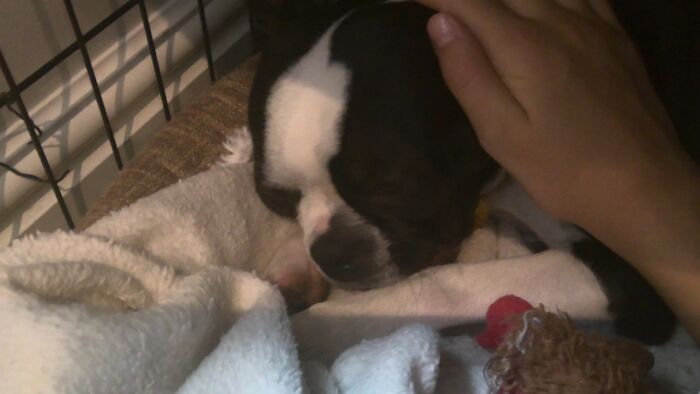 The Yawn And Stare Of 'Youre Abt To Be Eaten'