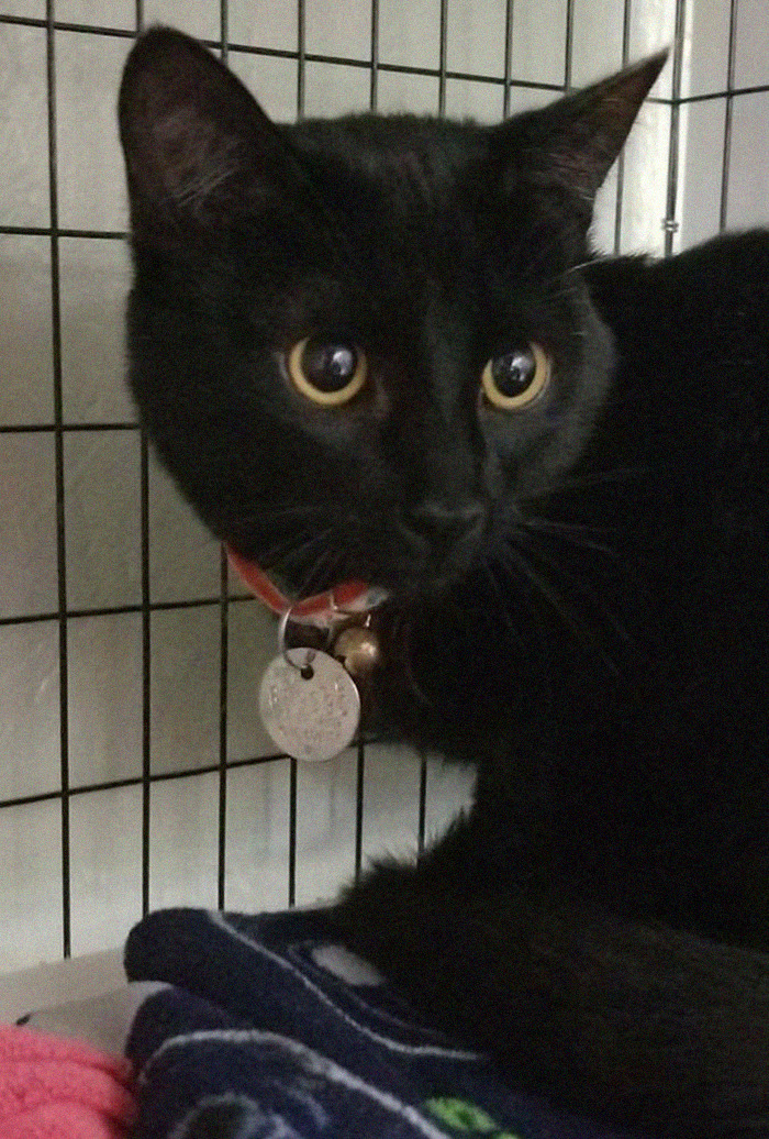 My Cat Named Olive After An Adorable Air Child