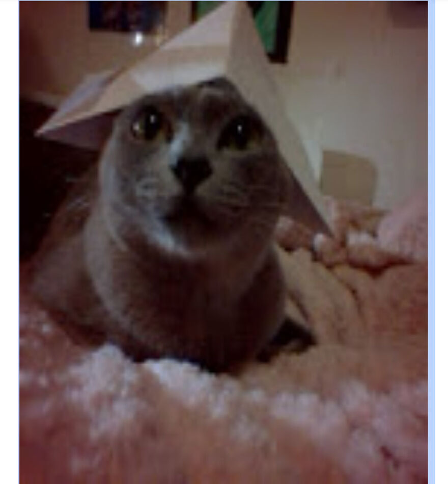 My Girl In Her Origami Hat!. (Explained In Previous Post: What Is The Weirdest Thing You've Caught Your Per Doing?)