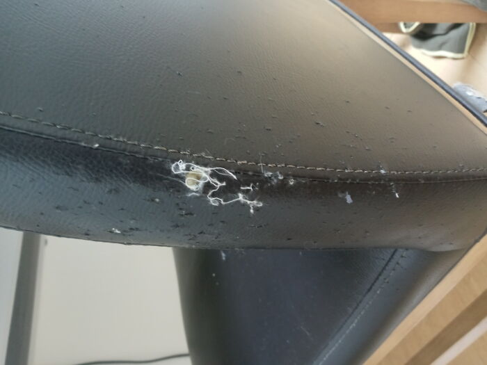 Leather Chair By Maja The Cat