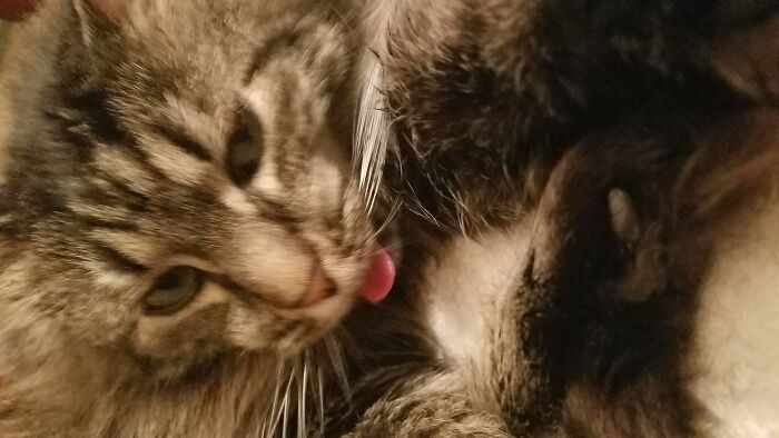 This Is Dory. Dory Is A Weird Cat