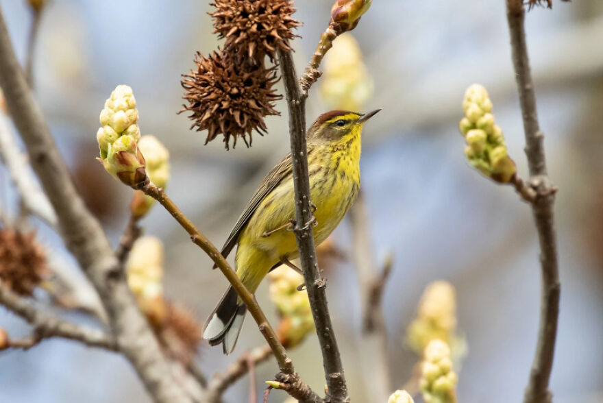 I Want To Spend My Days Birdwatching Not In Quarantine