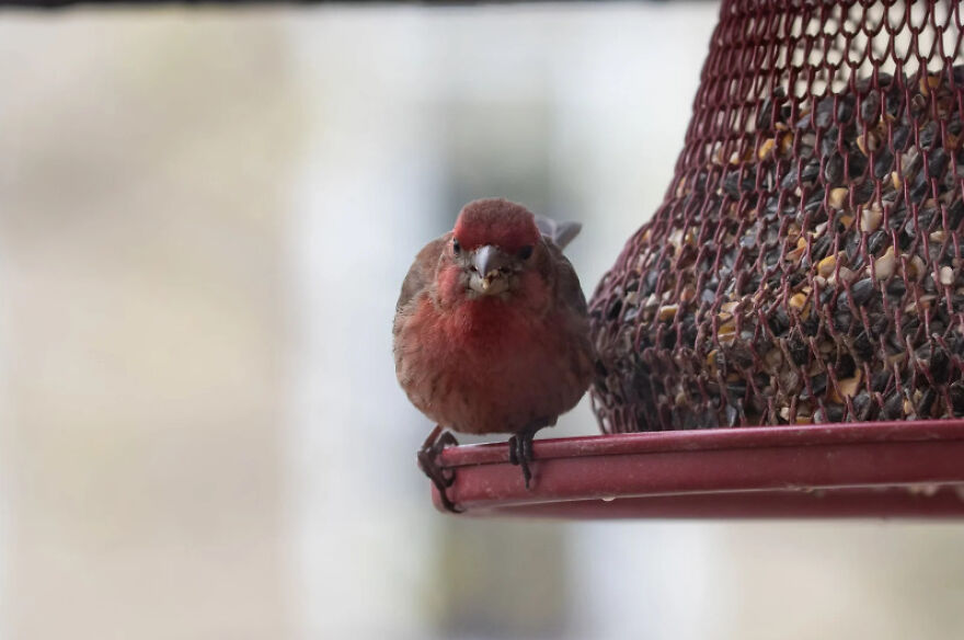 I Want To Spend My Days Birdwatching Not In Quarantine