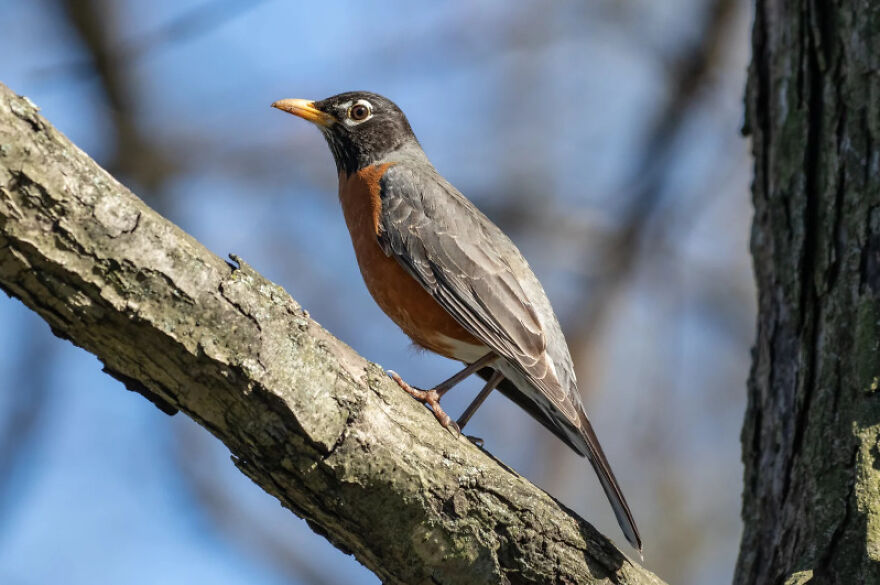 I Want To Spend My Days Birdwatching Not In Quarantine
