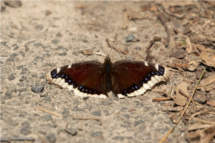 I Want To Spend My Days Birdwatching Not In Quarantine