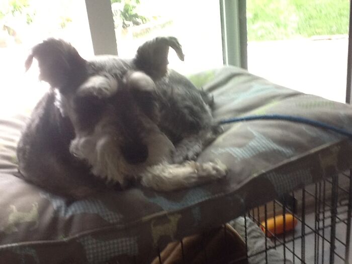 My Doggo Named Lulu, After My Parent's Car