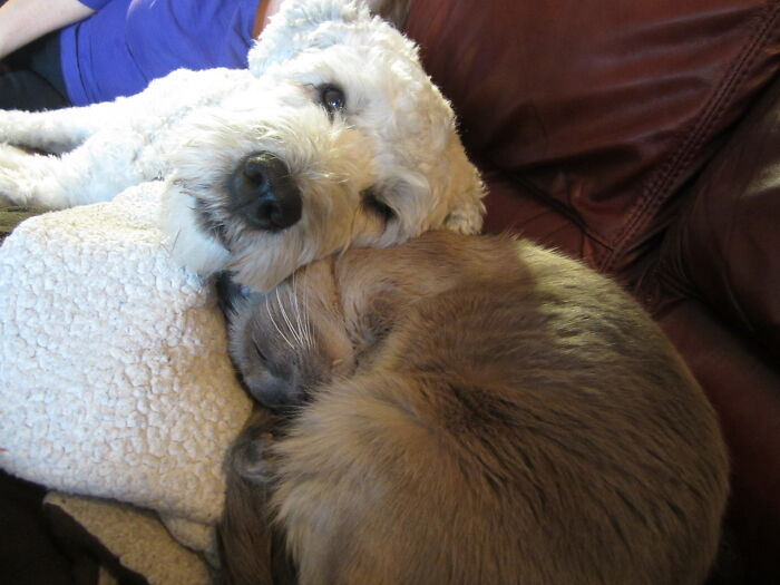 Koda & Ming (Cat). Ming At Passed The End Of 2020