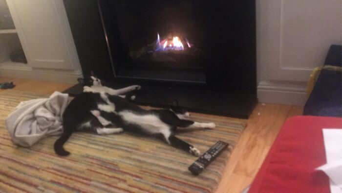 Astro(The Stretched Out One) And Comet(The One On The Left) Are Brothers And Are A Bonded Pair So We Had To Get Them Together, Idk The Meaning Behind The Names As The Shelter Gave Them, But We Stuck With The Space Theme As Apollo Is Also My Dog