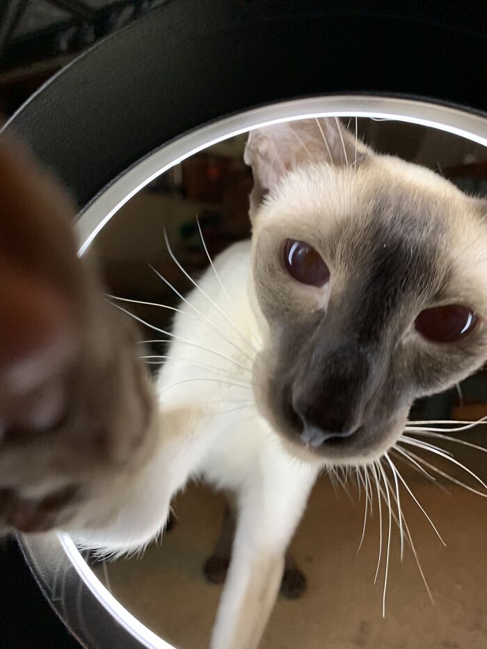 An Alien Entering A Porthole To My House