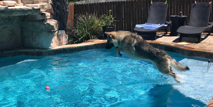 Saban Von Helsing. Named After Alabama Crimson Tide Head Coach Nick Saban.