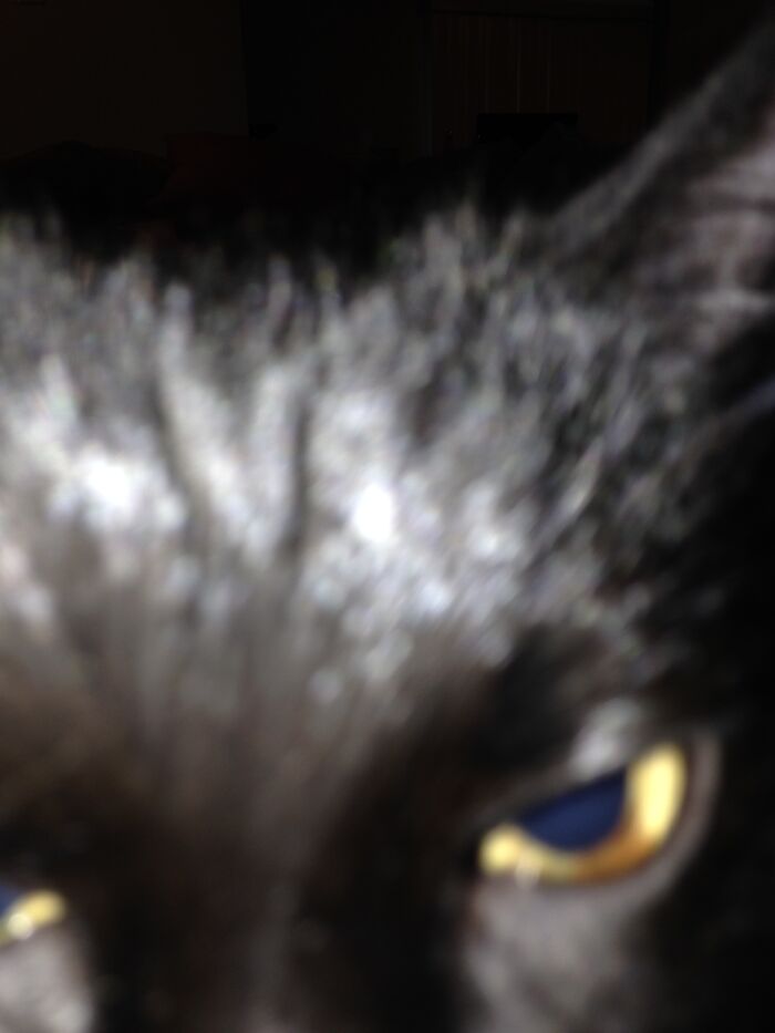 Millie Demoncat (Rest In Peace, Baby Kitty)