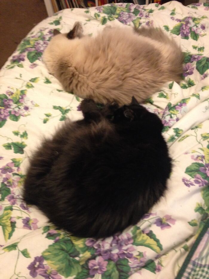 My Fluffy Babies Marlowe (Sugar-Cookie) And Millie (Black) Rest In Peace, My Little Mercenaries.