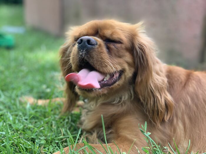 Rockford... Named After The Famous TV Detective... He's Mainly Good At Finding Places To Nap