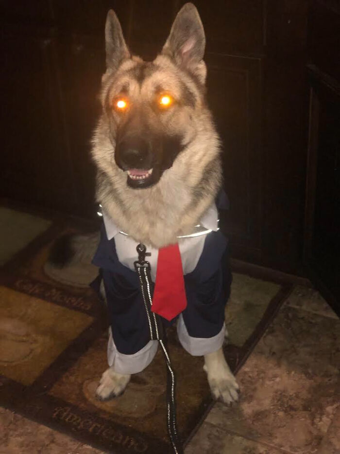 "Yeah. I Know It's Halloween. But For Dressing Me Like A Hooman, Your Death Shall Be Slow & Painful...."