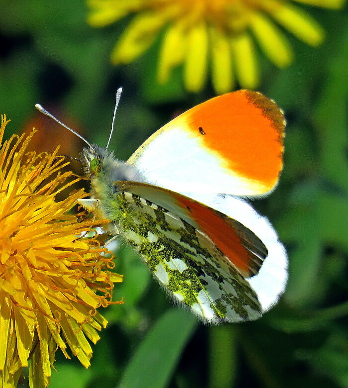 A Butterfly Photographed This Spring In A Long Chase 😊
