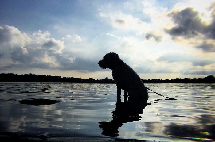 Simple But One Of My Favourites. Koda