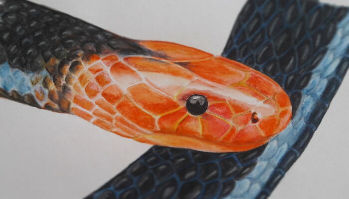 Blue Malayan Coral Snake (Ink Pencils From Derwent)